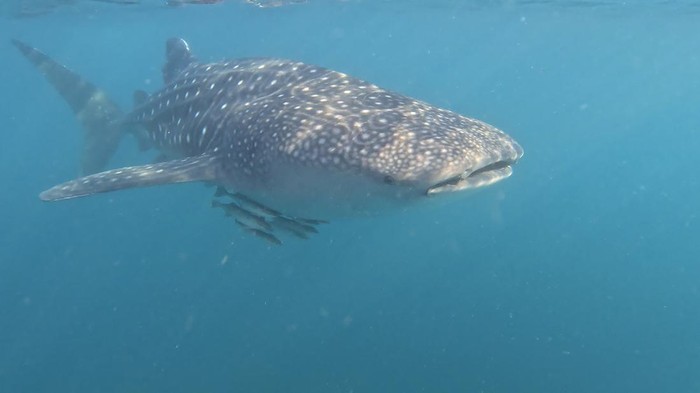 Hiu paus di perairan Teluk Saleh, Torano, Sumbawa, Nusa Tenggara Barat (NTB). Populasinya tercatat sebanyak 110 ekor spesies yang didominasi oleh hiu paus muda berukuran 1,5-5 meter. (Christine Novita/detikBali)