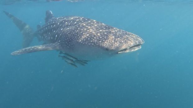 Hiu paus di perairan Teluk Saleh, Torano, Sumbawa, Nusa Tenggara Barat (NTB). Populasinya tercatat sebanyak 110 ekor spesies yang didominasi oleh hiu paus muda berukuran 1,5-5 meter. (Christine Novita/detikBali)