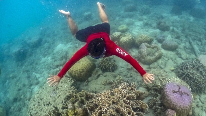 Jumlah kunjungan wisatawan Pulau Seribu Wisatawan melakukan selam permukaan (snorkeling) di perairan Kepulauan Seribu, Jakarta, Sabtu (9/9/2023). Sudin Parekraf Kepulauan Seribu.mencatat ada 295.221 wisatawan lokal dan mancanegara yang berkunjung ke Kepulauan Seribu sepanjang Januari hingga Agustus 2023, kunjungan tersebut meningkat karena promosi media sosial serta program hiburan lainnya yang dilakukan pihak Pemprov DKI Jakarta. ANTARA FOTO/Muhammad Adimaja/Spt.