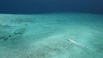 Melihat Keindahan Kepulauan Los Roques Venezuela