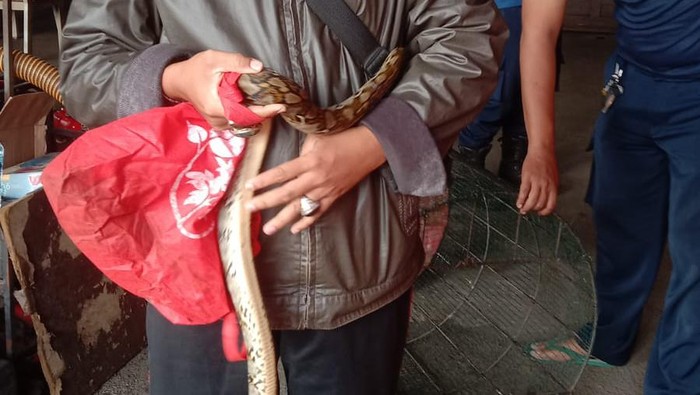 Ular di rumah warga ditangkap. (Dok. Damkar Utan Kayu)