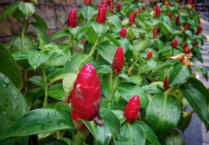 Zingiber Zerumber or in indonesian its called 