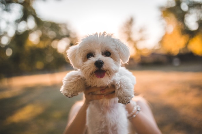 Anjing maltese