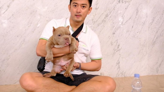Anjing Micro Bully