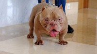 Anjing micro bully banyak diminati orang Indonesia karena walau wajahnya sangat seperti monster, tapi hatinya lembut, tidak galak atau menggigit seperti anjing Pit Bull atau American Bully.  