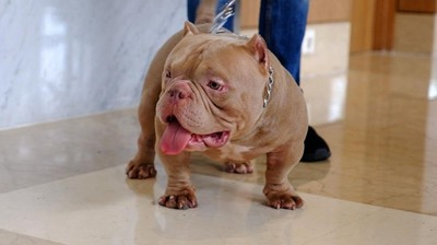 Bisnis Anjing Monster Bisa Raup Ratusan Juta Tiap Bulan