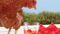 Bukan untuk dimasak, telur ayam ini justru berfungsi mendinginkan segelas minuman. Es batu berbentuk telur ayam ini tampak tak ada perbandingan dengan telur aslinya. Foto: Bored Panda