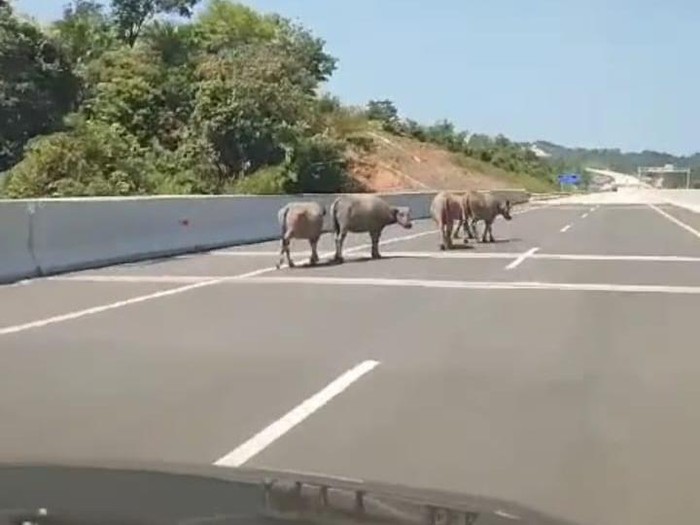 Gerombolan kerbau masuk ke Tol Bengkulu-Tabah Penanjung