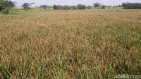 Lahan pertanian ini berlokasi di dekat tempat pemakaman umum (TPU) Rorotan.