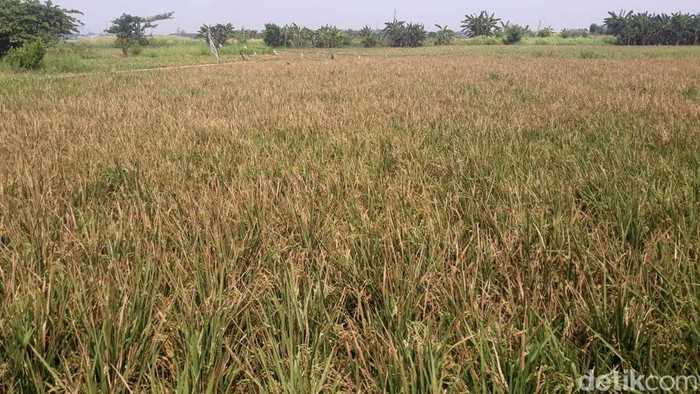 Hamparan Sawah Ini Ada di Tengah Jakarta, Percaya?
