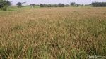 Hamparan Sawah Ini Ada di Tengah Jakarta, Percaya? Hamparan Sawah Ini Ada di Tengah Jakarta, Percaya?
