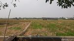 Hamparan Sawah Ini Ada di Tengah Jakarta, Percaya? Hamparan Sawah Ini Ada di Tengah Jakarta, Percaya?