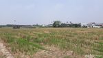 Hamparan Sawah Ini Ada di Tengah Jakarta, Percaya? Hamparan Sawah Ini Ada di Tengah Jakarta, Percaya?