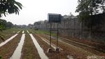 Hamparan Sawah Ini Ada di Tengah Jakarta, Percaya? Hamparan Sawah Ini Ada di Tengah Jakarta, Percaya?