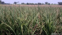 Melihat lebih dekat, sejumlah sawah terlihat masih ditumbuhi padi yang sudah mulai menguning. Hal ini menandakan padi-padi ini sudah semakin siap untuk dipanen.