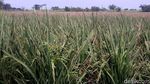 Hamparan Sawah Ini Ada di Tengah Jakarta, Percaya? Hamparan Sawah Ini Ada di Tengah Jakarta, Percaya?