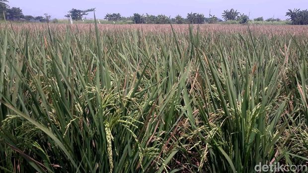 Hamparan Sawah Ini Ada di Tengah Jakarta, Percaya?