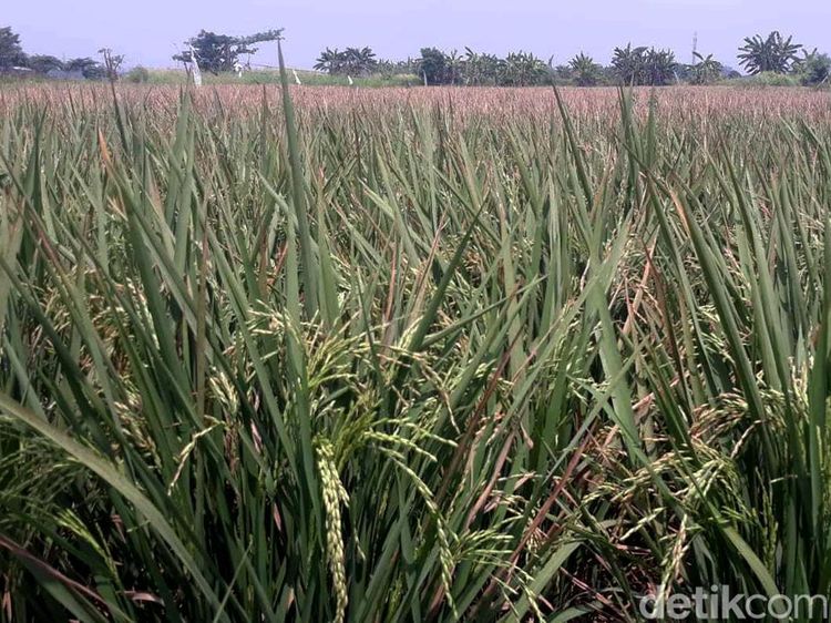 Hamparan Sawah Ini Ada di Tengah Jakarta, Percaya?