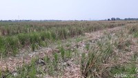 Sementara itu beberapa hamparan sawah yang lain terlihat sudah rapih usai dipanen. Pada area yang sudah di panen ini, terlihat hanya ada sisa-sisa gabah dan tanaman padi yang sudah terpotong.