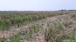 Hamparan Sawah Ini Ada di Tengah Jakarta, Percaya? Hamparan Sawah Ini Ada di Tengah Jakarta, Percaya?
