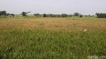 Hamparan Sawah Ini Ada di Tengah Jakarta, Percaya?