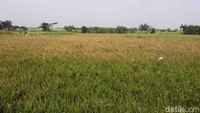 Berdasarkan pantauan detikcom di lokasi, Senin (11/9/2023), hamparan sawah ini terletak di kawasan Rorotan, Cilincing, Jakarta Utara.