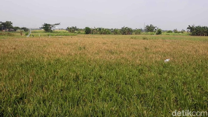 Hamparan Sawah Ini Ada di Tengah Jakarta, Percaya? Hamparan Sawah Ini Ada di Tengah Jakarta, Percaya?