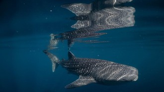 Sejarah! Temuan Perdana Bayi Hiu Paus Indonesia