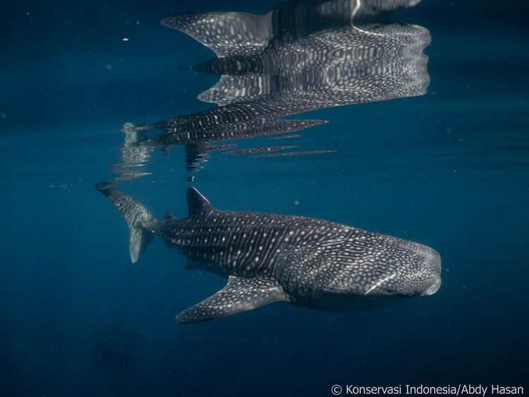 Teluk Saleh Rumah Hiu Paus di Sumbawa