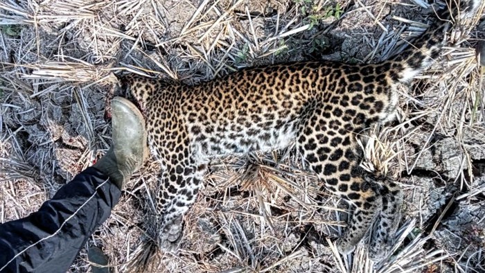 Kondisi macan tutul Jawa di Sukabumi