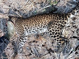 Jabar Hari Ini: Macan Tutul Jawa Mati di Tangan Warga Sukabumi
