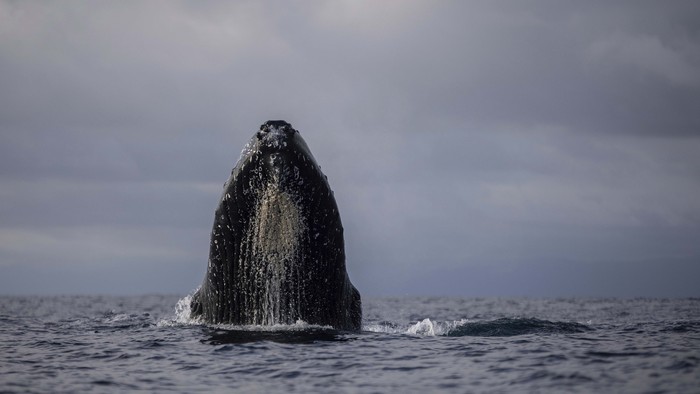 A humpback whale surfaces in the waters of Bahía Solano, Colombia, Tuesday, Aug. 29, 2023. Every year the Colombian population of Bahía Solano welcomes humpback whales and hundreds of tourists who arrive to watch them as they pass through the Pacific. (AP Photo/Ivan Valencia)