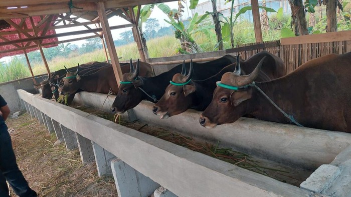 Pencurian sapi di Rumpin, Bogor. (Dok.istimewa)