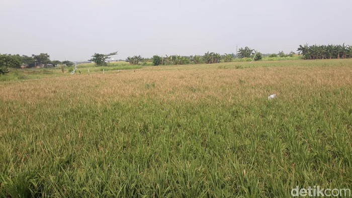 Sawah Jakarta