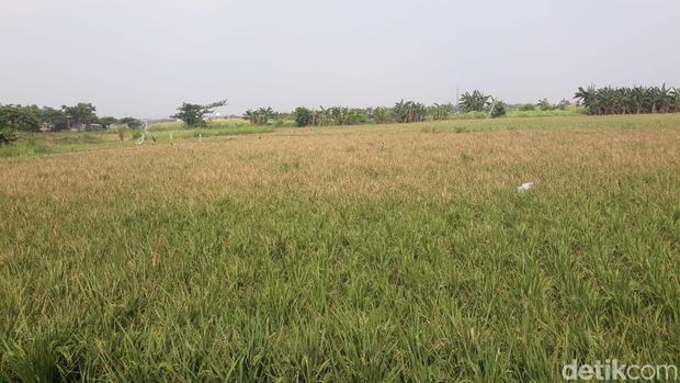 Sawah Jakarta