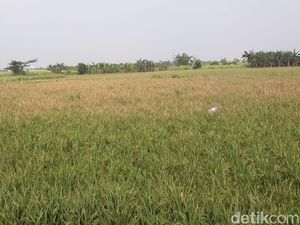 Siapa Pemilik Hamparan Sawah yang Ada di Jakarta?