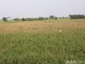 Siapa Pemilik Hamparan Sawah yang Ada di Jakarta?