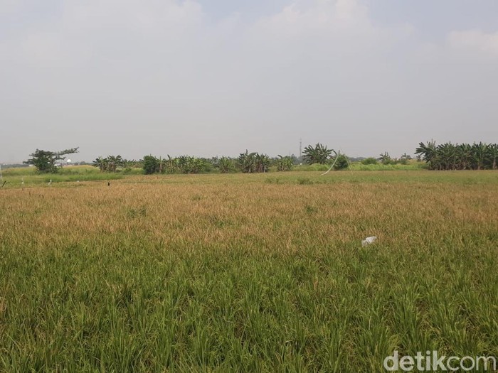 Sawah Jakarta