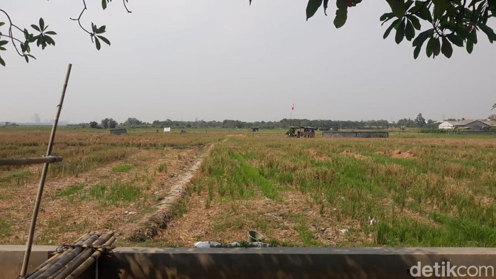 Sawah Jakarta