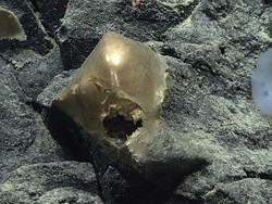 Fenomena Aneh di Dasar Laut Alaska, Penemuan Benda Mirip Telur Emas