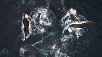 Musim migrasi ini sangat ditunggu-tunggu oleh warga di kota Bahia Solano, Kolombia. Sekitar sepuluh ribu warga tinggal di kota pelabuhan di wilayah Chocó, sekitar 405 kilometer barat laut Bogota.  