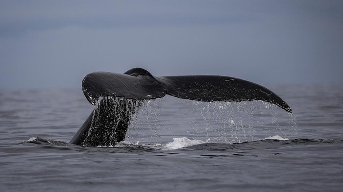 A mural of a humpback whale graces a wall of the Luis Lopez de Mesa school, in Bahía Solano, Colombia, Tuesday, Aug. 29, 2023. Every year the Colombian population of Bahía Solano welcomes humpback whales and hundreds of tourists who arrive to watch them as they pass through the Pacific. (AP Photo/Ivan Valencia)