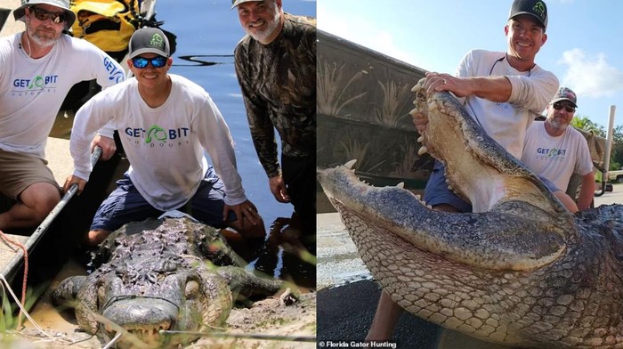 Aligator