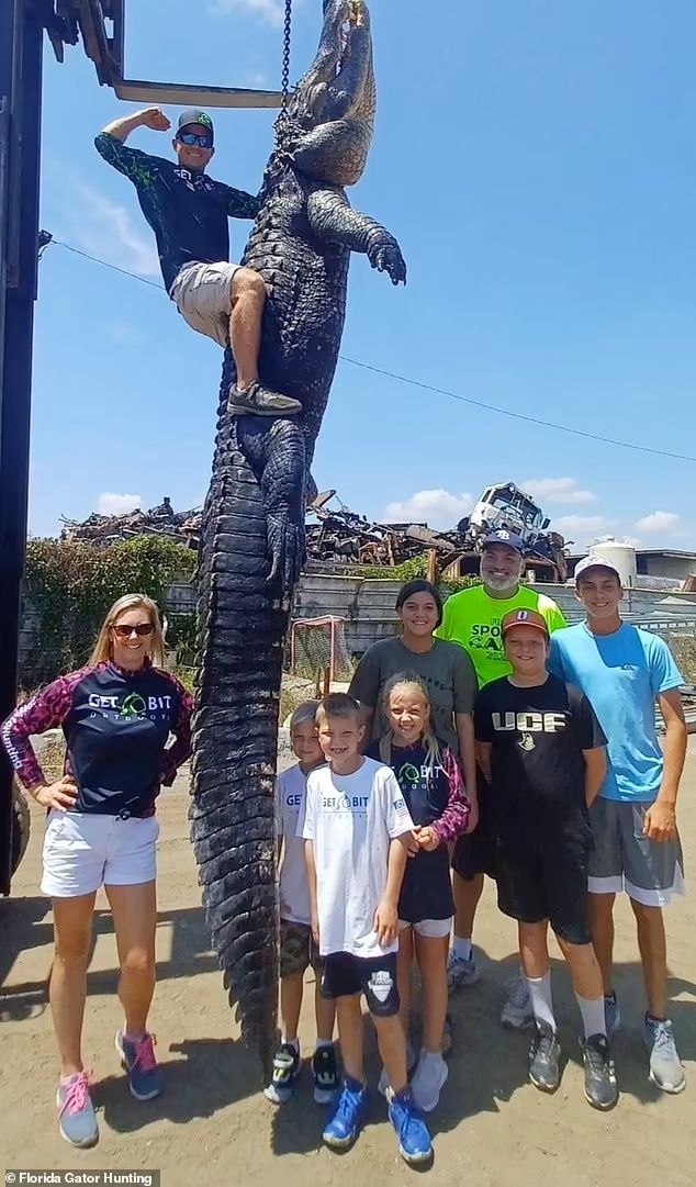 Aligator