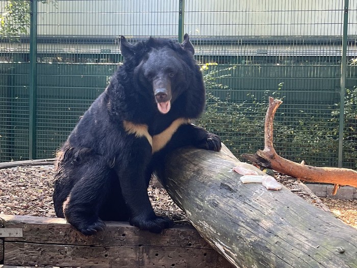 Beruang hitam Yampil asal Ukraina