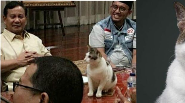 Potret kucing kesayangan pak Prabowo dan tingkahnya saat duduk di meja rapat