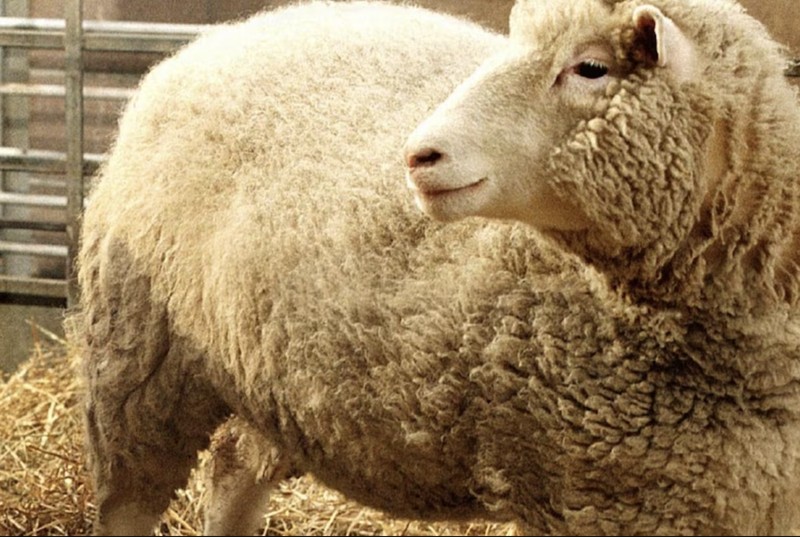 Dolly the sheep