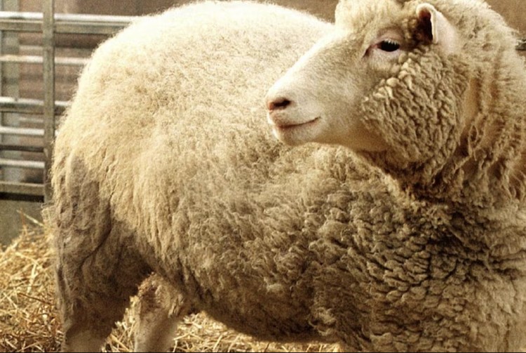 Dolly the sheep Dolly the sheep