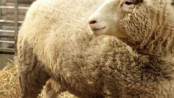 Domba Dolly. Pada tahun 1996, ilmuwan Inggris menciptakan domba kloning hewan pertama kalinya di dunia, yang diberi nama Dolly. Hewan ini tercipta hasil rekayasa genetika dengan mentransfer inti sel dewasa ke sel telur prematur yang tidak dibuahi. Foto: ABC