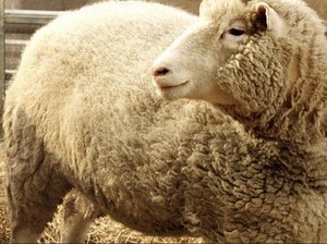 Ilmuwan yang Kloning Dolly the Sheep Meninggal Dunia